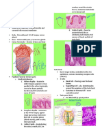 O Basal Cell - Flooring Near The Basal o Supporting Cell - Aka. Sustentacular o Gustatory or Sensory Cell - More