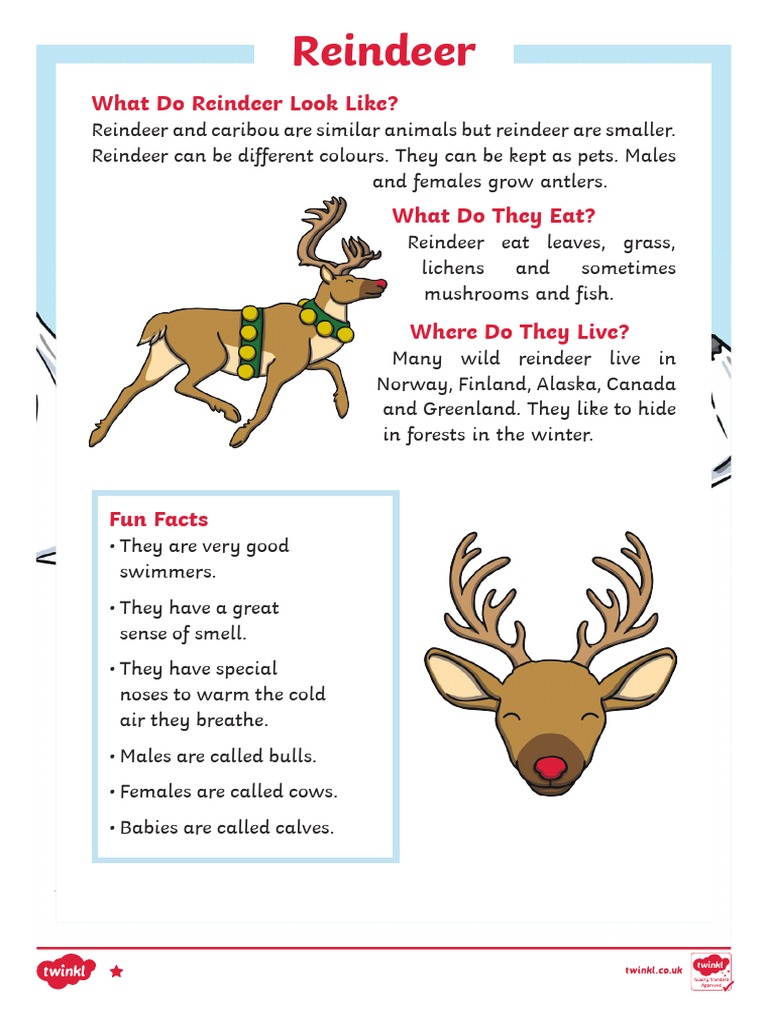 What Do Reindeer Look Like? | PDF | Reindeer | Rudolph The Red Nosed ...