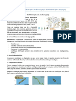 Diatomeas y dinófitos: algas productoras primarias