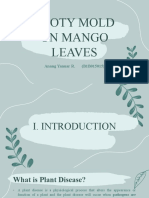 Sooty Mold On Mango Leaves - Anang Yanuar R - B1B015015 - Phytopathology - 2021