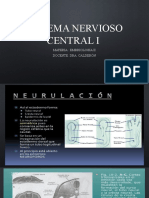 Sistema Nervioso Central I: Materia: Embriologia Ii Docente: Dra. Calderón