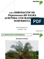Phytomonas - M. Sorpresiva