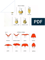 caratteri identificativi dei funghi