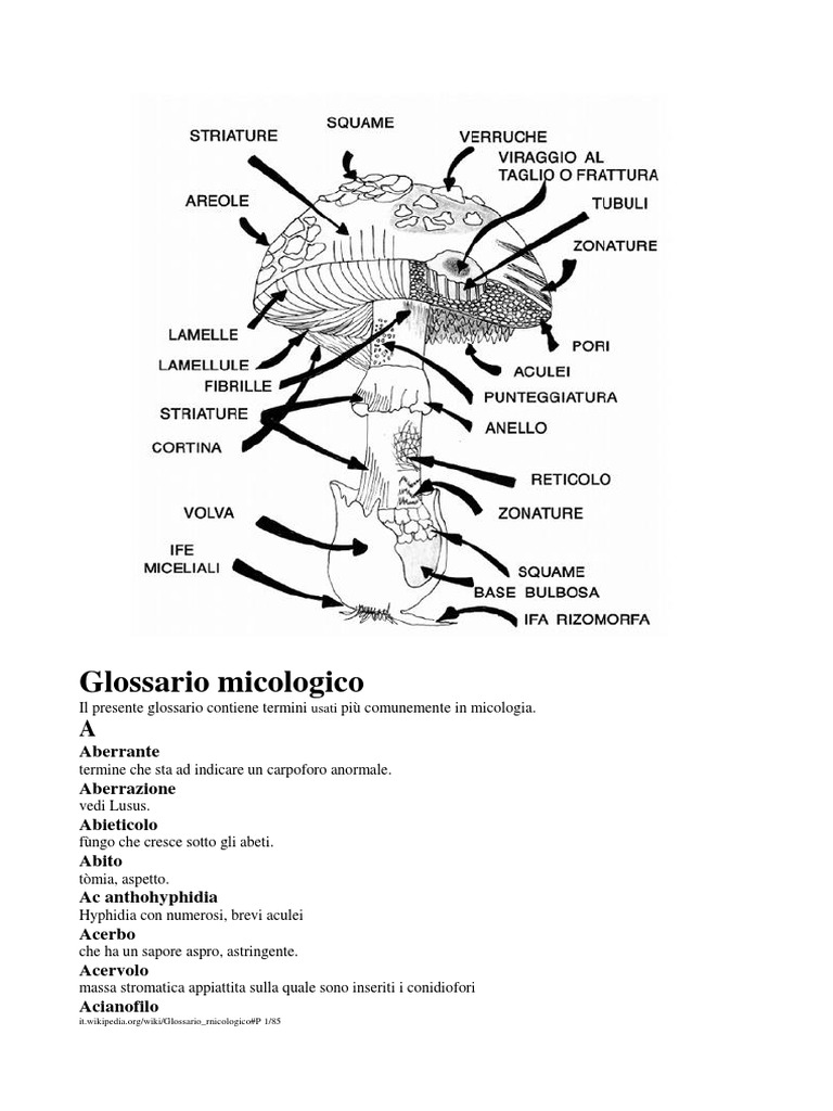 Glossario Micologico - Wiki | PDF