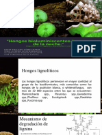 Hongos Bioluminiscentes