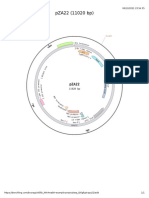 Compact plasmid map of pZA22 with antibiotic resistance and origin of replication elements