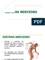 Sistema_nervioso (1)
