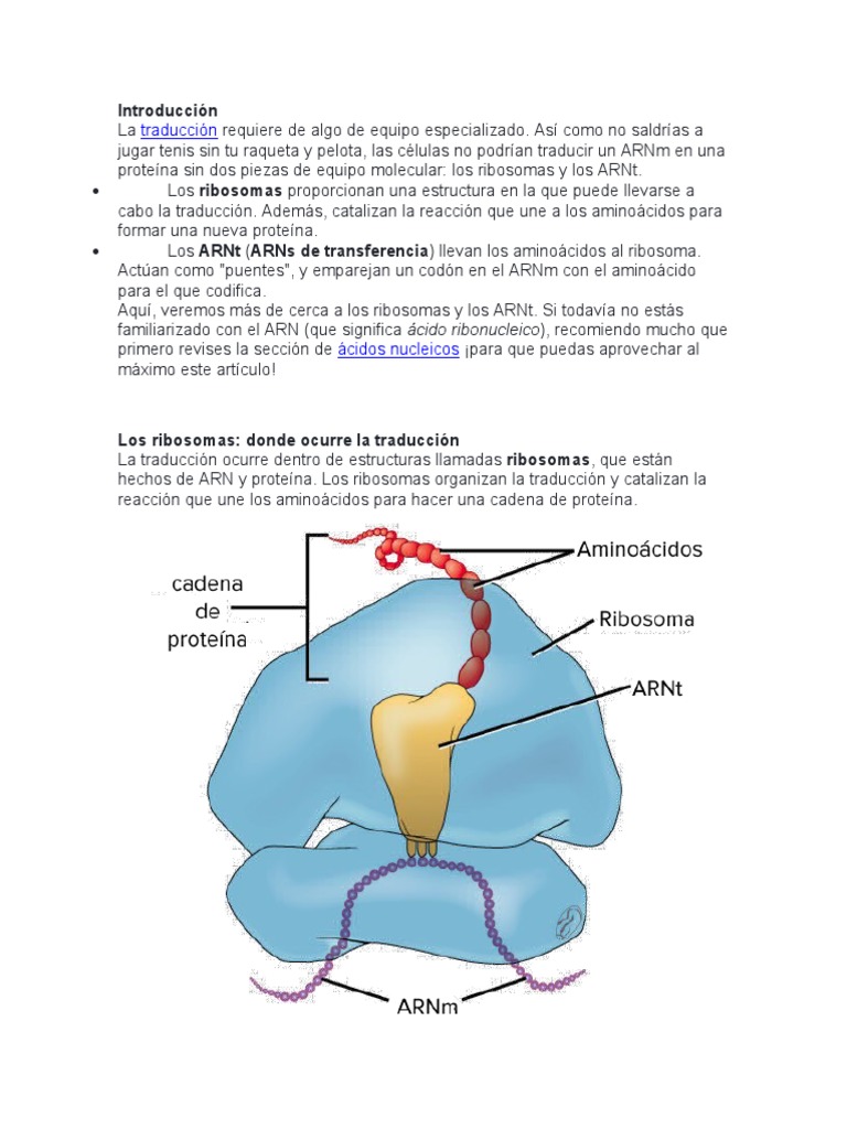 ARNt y Ribosomas | PDF | Traducción (biología) | Ribosoma