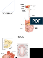 EXPOSICION SIST. DIGESTIVO