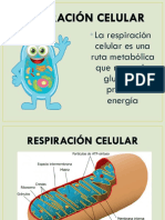 6 Clase Respiración Celular