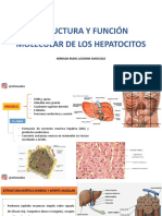 Estructura y función molecular de los hepatocitos