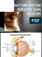 Anatomi Sistem Persepsi Dan Sensori