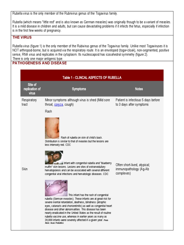 Rubella Virus Is The Only Member of The Rubrivirus Genus of The ...