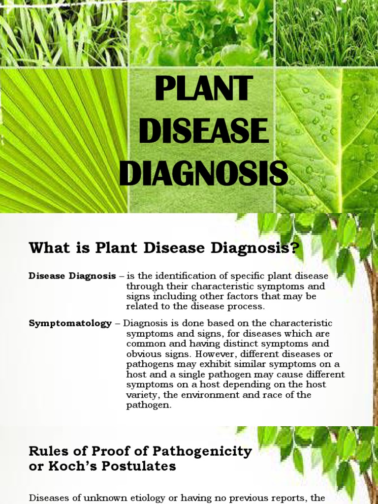 2C Plant Disease Diagnosis PDF Virus Microbiology
