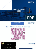 Biología Celular Ciclo Celular Mitosis 13 16