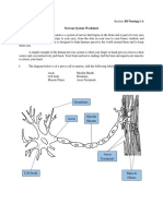 Nervous System Worksheet