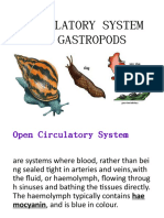 Gastropods - Circulatory System