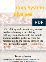 Bivalves - Circulatory System