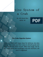 Crab - Digestive System