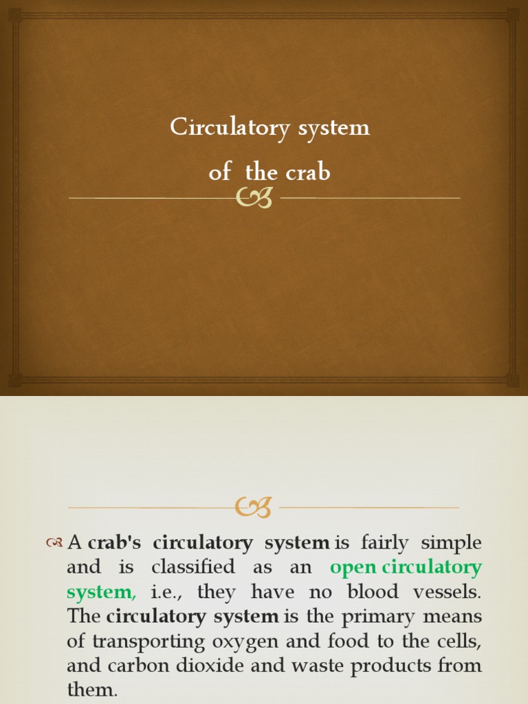 Crab Circulatory System PDF Circulatory System Heart