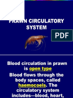 Prawns - Circulatory System