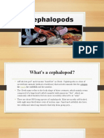 Cephalopods - Nervous System