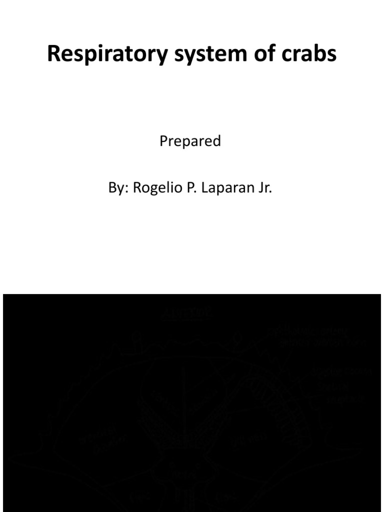 Crabs Respiratory System PDF Gill Crab