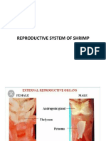 Shrimp - Reproductive System