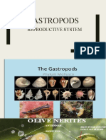 Gastropods - Reproductive System