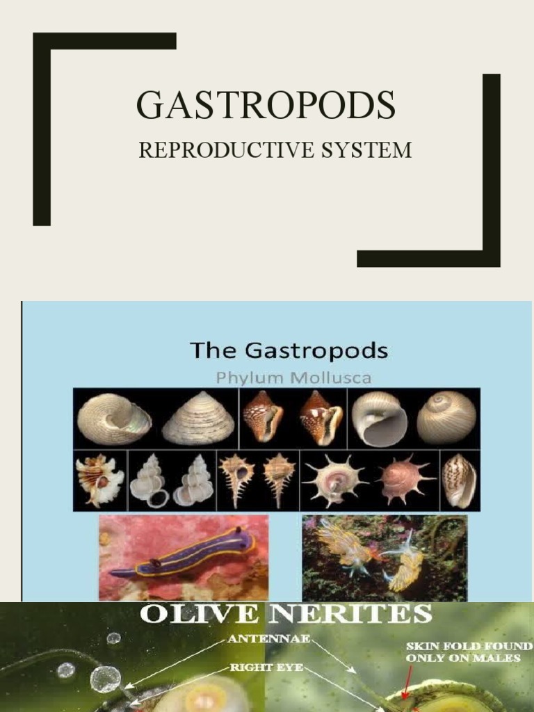 Gastropods Reproductive System PDF