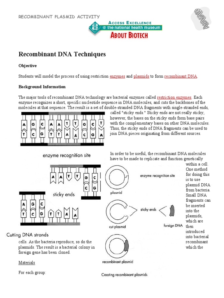 Plasmid Activity PDF Plasmid Dna