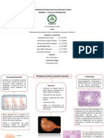 Patologías Relacionadas Al Sistema Reproductor Masculino y Femenino