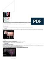 SISTEMA CIRCULATORIO Anatomía Comparada