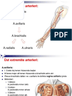 05-Üst Extremite Damarları