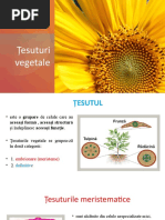 Tesuturi Vegetale - Clasa A Xa (Uman)