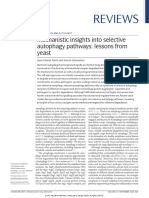 Autophagy Pathway 1