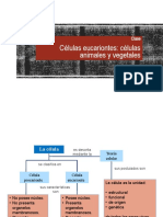 Células Eucariontes Animales y Vegetales