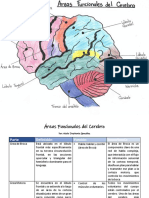 Areas Funcionales Del Cerebro