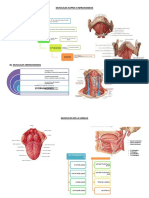 Resumen Musculos Supra e Infrahioideos Musculos de La Lengua y Triangulos