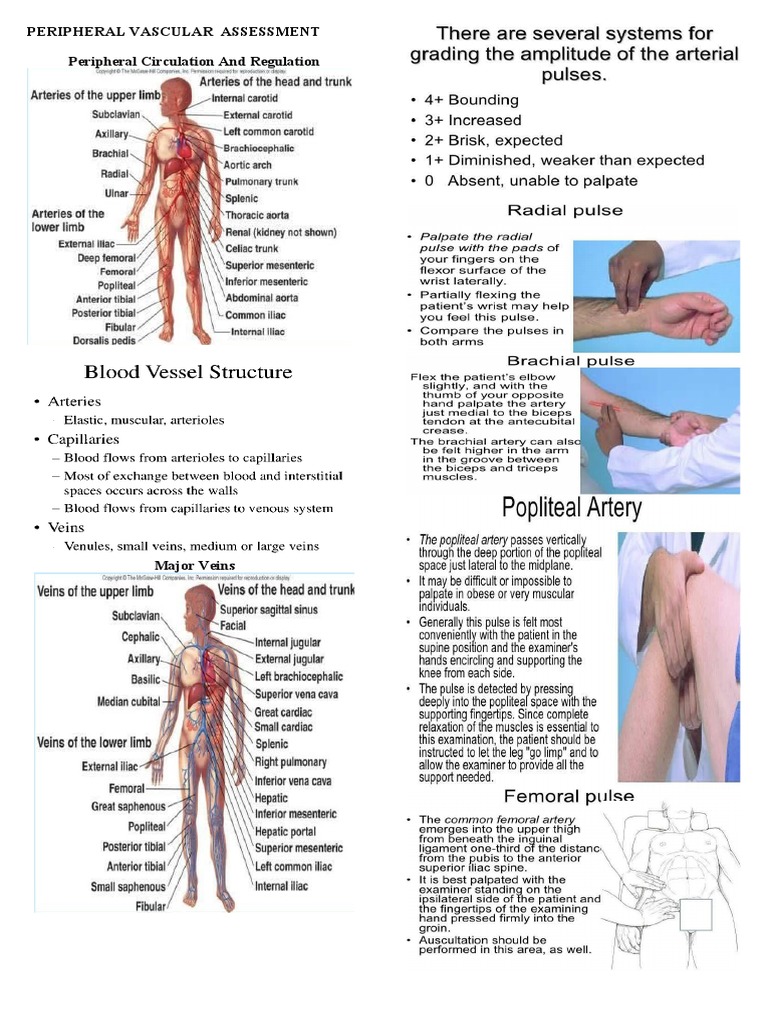 Peripheral Vascular Assessment Guide | PDF