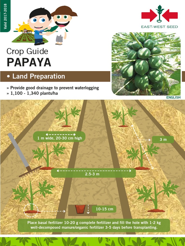 Papaya | PDF | Fertilizer | Sowing
