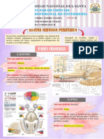 Semana 10 - Nervios Que Inervan Cabeza, Cuello, Torax y Miembros Superiores
