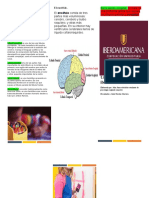 Estructura Del Encéfalo Plantilla