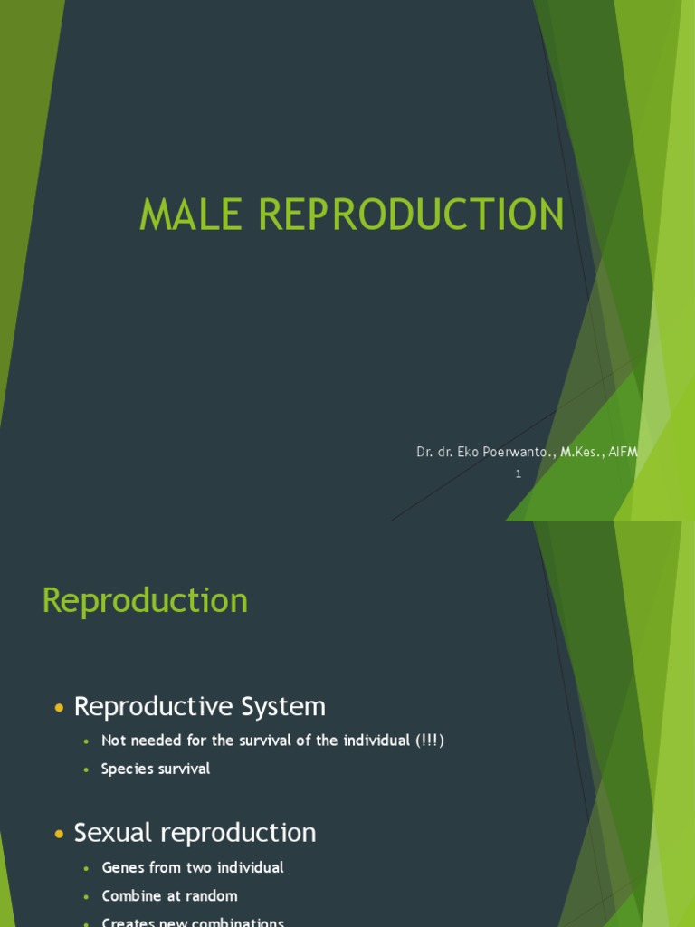 diagram sistem reproduksi pria