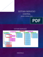 Sistema Nerviso Central Nuevo