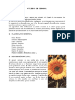 Cultivo de Girasol 1