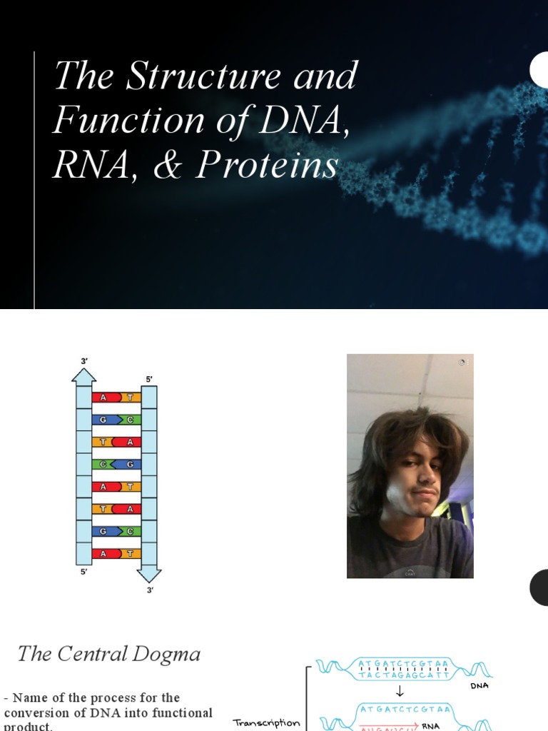 The Structure and Function of Dna Rna and Proteins | PDF