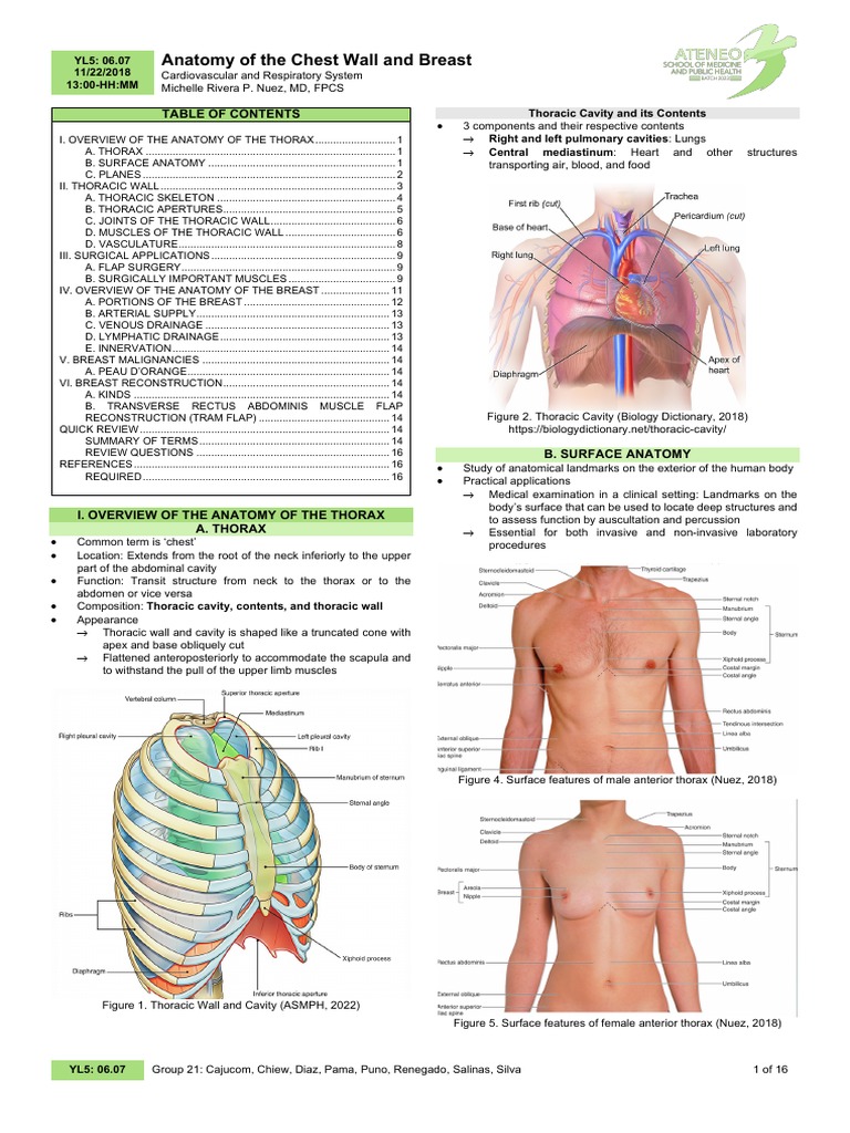 06 - 07 - Anatomy of The Chest Wall and Breast | PDF | Thorax ...