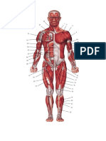 Muscle System AP