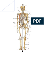 Skelet System AP